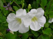 бял Стайни растения Asystasia Цвете  снимка