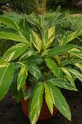 白 室内植物 红姜，贝壳生姜，印度姜 花 (Alpinia) 照片