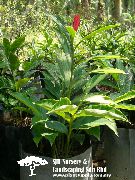 червен Стайни растения Червен Джинджифил, Черупки Джинджифил, Индийско Джинджифил Цвете (Alpinia) снимка