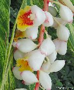 balts Telpaugi Sarkanā Ingvera, Apvalks Ingvers, Indijas Ingvera Zieds (Alpinia) foto