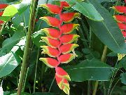 червоний Домашні рослини Геліконія Квітка (Heliconia) фото