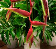 红 室内植物 龙虾爪， 花 (Heliconia) 照片