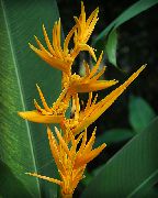 жовтий Домашні рослини Геліконія Квітка (Heliconia) фото