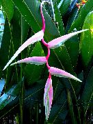 рожевий Домашні рослини Геліконія Квітка (Heliconia) фото