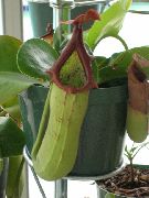 roheline Toataimed Ahv Bambusest Kann Lill (Nepenthes) foto