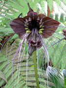 brun Indendørs planter Bat Hoved Lilje, Bat Blomst, Djævel Blomst  (Tacca) foto