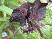 ყავისფერი შიდა მცენარეები Bat უფროსი ლილი, Bat ყვავილების, Devil Flower  (Tacca) ფოტო