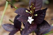 bela Sobne Rastline Modra Žajbelj, Modra Eranthemum Cvet  fotografija