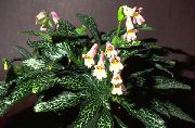 рожевий Домашні рослини Чіріта (Хіріти) Квітка (Chirita) фото