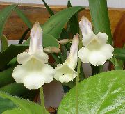 თეთრი შიდა მცენარეები Chiriţă ყვავილების (Chirita) ფოტო