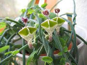 verde Plantas de interior Wine-Glass Vine, Fountain Flower, Parachute Plant Flor (Ceropegia) foto