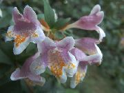 ვარდისფერი შიდა მცენარეები Abelia ყვავილების  ფოტო