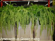 groen Kamerplanten Amaranthus, Liefde-Leugen-Bloeden, Kiwicha Bloem (Amaranthus caudatus) foto