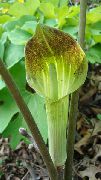 vert Plantes d'intérieur Dragon Arum, Usine De Cobra, Américain Sillage Robin, Prise Dans La Chaire Fleur (Arisaema) photo