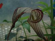 braun  Dragon Arum, Kobra-Pflanze, Amerikanische Wake Robin, Jack In Der Kanzel Blume (Arisaema) foto