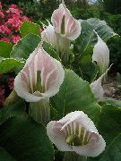 rosa Plantas de interior Dragon Arum, Cobra Plant, American Wake Robin, Jack In The Pulpit Flor (Arisaema) foto