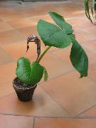brun  Dragon Arum, Cobra Plante, Amerikansk Wake Robin, Jack På Prædikestolen Blomst (Arisaema) foto