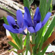 blau Zimmerpflanzen Pavian Blume, Pavian Root  (Babiana) foto