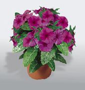 рожевий Домашні рослини Барвінок Квітка (Vinca) фото