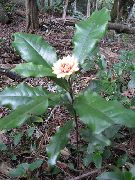 weiß Zimmerpflanzen Eupomatia Blume  foto