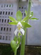 roheline Toataimed Calanthe Lill  foto