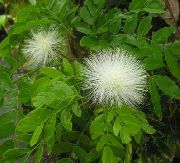 бял Стайни растения Червен Прах Бутер Цвете (Calliandra) снимка