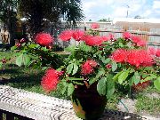 赤 屋内植物 赤いパウダーパフ フラワー (Calliandra) フォト