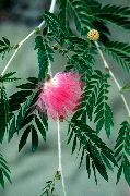 розов Стайни растения Червен Прах Бутер Цвете (Calliandra) снимка