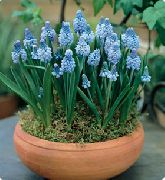 gaiši zils Telpaugi Vīnogu Hiacinte Zieds (Muscari) foto