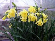 ყვითელი შიდა მცენარეები Daffodils, Daffy ქვემოთ Dilly ყვავილების (Narcissus) ფოტო