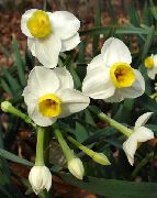 branco Plantas de interior Daffodils, Daffy Down Dilly Flor (Narcissus) foto