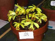 geel Kamerplanten Indian Crocus Bloem (Pleione) foto