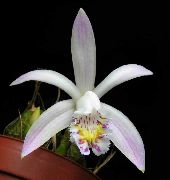 Indian Crocus branco Flor