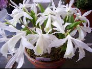 白 室内植物 印度番红花  (Pleione) 照片