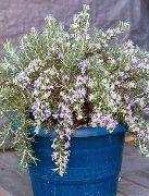luz azul Plantas de interior Rosemary Flor (Rosmarinus) foto
