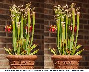 červená Pokojové rostliny Špirlice Květina (Sarracenia) fotografie
