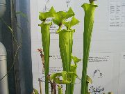 მწვანე შიდა მცენარეები ქვევრის მცენარეთა ყვავილების (Sarracenia) ფოტო