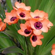 pembe Kapalı bitkiler Sparaxis çiçek  fotoğraf