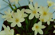 Sparaxis branco Flor