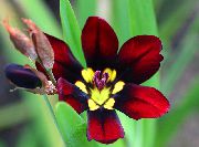 koyu kırmızı Kapalı bitkiler Sparaxis çiçek  fotoğraf