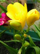 gul Indendørs planter Sparaxis Blomst  foto