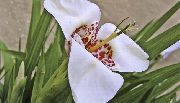 თეთრი შიდა მცენარეები Tigridia, მექსიკელი Shell-Flower ყვავილების  ფოტო