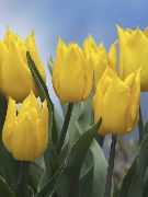 sárga Szobanövények Tulipán Virág (Tulipa) fénykép
