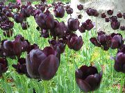 бордовий Домашні рослини Тюльпан Квітка (Tulipa) фото
