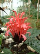 赤 屋内植物 ブラジルプルーム、フラミンゴ花 フラワー (Jacobinia) フォト