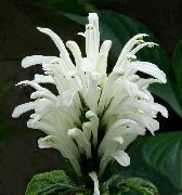 bílá Pokojové rostliny Brazilští Chochol, Plameňák Květina  (Jacobinia) fotografie