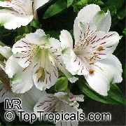 თეთრი შიდა მცენარეები პერუს ლილი ყვავილების (Alstroemeria) ფოტო