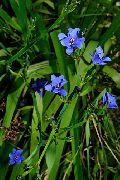 ღია ლურჯი შიდა მცენარეები ლურჯი სიმინდის ლილი ყვავილების (Aristea ecklonii) ფოტო