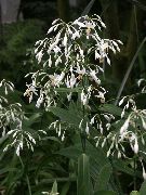 თეთრი შიდა მცენარეები Renga ლილი, როკ-Lily ყვავილების (Arthropodium) ფოტო