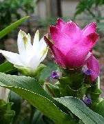 pembe Kapalı bitkiler Zerdeçal çiçek (Curcuma) fotoğraf